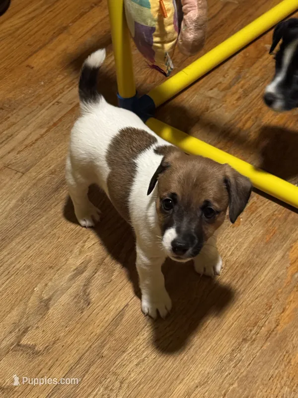 Harley – Jack Russell Terrier puppy for sale in Concord, NC