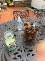 jojo, a male Shih Tzu for sale in Mount Vernon, NY – Photo 6 of 9