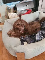 jojo, a male Shih Tzu for sale in Mount Vernon, NY – Photo 7 of 9