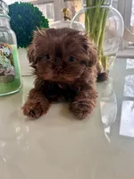 jojo, a male Shih Tzu for sale in Mount Vernon, NY – Photo 8 of 9