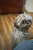 jojo, a male Shih Tzu for sale in Mount Vernon, NY – Photo 3 of 9