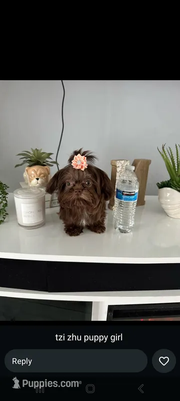 jojo – Shih Tzu puppy for sale in Mount Vernon, NY