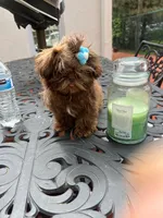 jojo, a male Shih Tzu for sale in Mount Vernon, NY – Photo 5 of 9