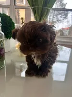 jojo, a male Shih Tzu for sale in Mount Vernon, NY – Photo 9 of 9