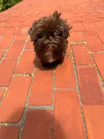 jojo, a male Shih Tzu for sale in Mount Vernon, NY – Photo 4 of 9