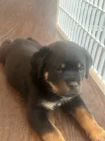 processed/6349eb77-4dda-46a2-9fe7-5263ce829514/listing/0230aa7b-a9b4-415d-a3cc-43e1fa8b1450/6ddb3fb4-6dd2-42ed-9c72-12bfa8bea24e