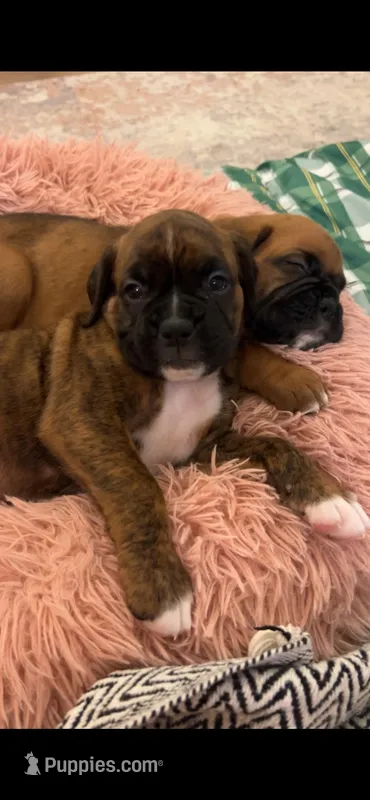 Kane – Boxer puppy for sale in Sparta, IL