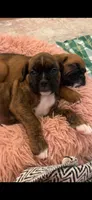 Kane, a male Boxer for sale in Sparta, IL – Photo 1 of 2