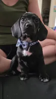 Remington, a male Dachshund for sale in Colorado Springs, CO – 4 of 6