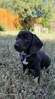 Remington, a male Dachshund for sale in Colorado Springs, CO – 2 of 6