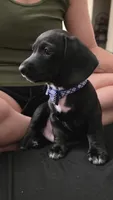 Remington, a male Dachshund for sale in Colorado Springs, CO – 5 of 6