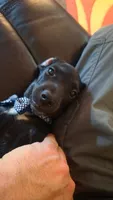 Remington, a male Dachshund for sale in Colorado Springs, CO – 3 of 6