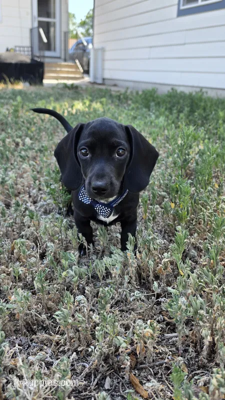 Remington – Dachshund puppy for sale in Colorado Springs, CO