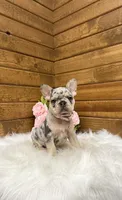 Sophie, a female French Bulldog for sale in Sugarcreek, OH – 2 of 5