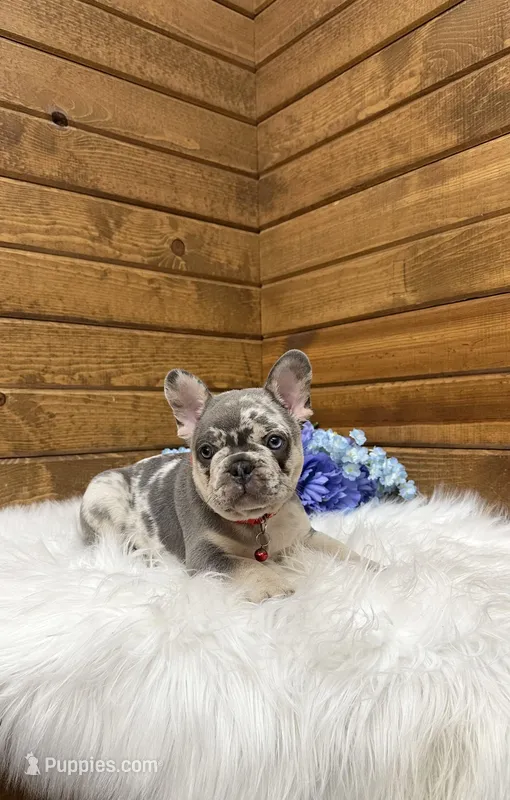 Jace – French Bulldog puppy for sale in Sugarcreek, OH