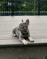 Violet , a female French Bulldog for sale in Sugarcreek, OH – 5 of 9