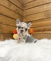 Zealand, a male French Bulldog for sale in Sugarcreek, OH – 10 of 10