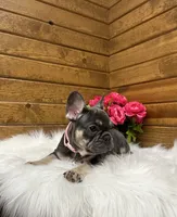 Maple, a female French Bulldog for sale in Sugarcreek, OH – 1 of 5