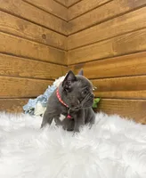 Mason, a male French Bulldog for sale in Sugarcreek, OH – 3 of 6