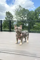 Janie, a female French Bulldog for sale in Sugarcreek, OH – 3 of 6