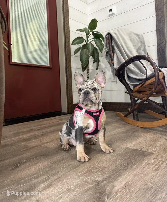 Remy – French Bulldog puppy for sale in Sugarcreek, OH