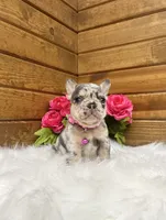 Niki, a female French Bulldog for sale in Sugarcreek, OH – 2 of 6