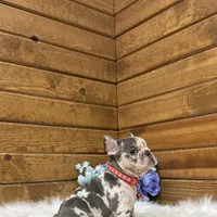 Smokey, a male French Bulldog for sale in Sugarcreek, OH – Photo 3 of 4