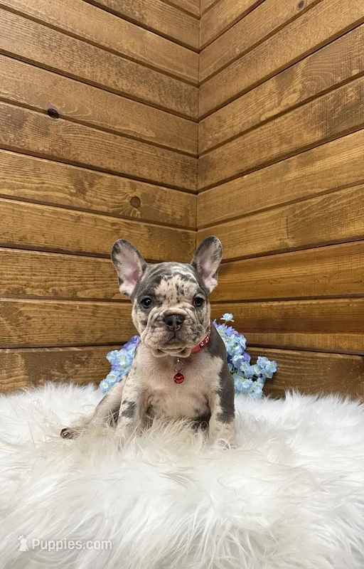 Smokey – French Bulldog puppy for sale in Sugarcreek, OH