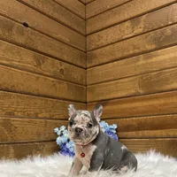 Smokey, a male French Bulldog for sale in Sugarcreek, OH – Photo 4 of 4