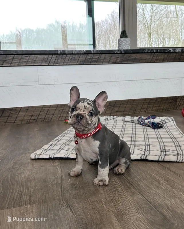 Smokey – French Bulldog puppy for sale in Sugarcreek, OH