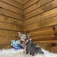 Smokey, a male French Bulldog for sale in Sugarcreek, OH – Photo 2 of 4