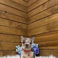 Smokey, a male French Bulldog for sale in Sugarcreek, OH – Photo 1 of 4