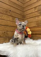 Remy, a female French Bulldog for sale in Sugarcreek, OH – 5 of 5