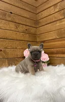 Molly, a female French Bulldog for sale in Sugarcreek, OH – 5 of 7