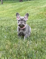 Violet , a female French Bulldog for sale in Sugarcreek, OH – 2 of 9