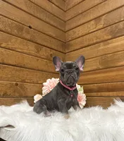 Ginger, a female French Bulldog for sale in Sugarcreek, OH – 2 of 3