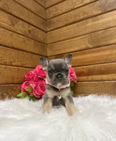 Molli, a female French Bulldog for sale in Sugarcreek, OH – 1 of 4