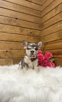 Gracie, a female French Bulldog for sale in Sugarcreek, OH – 2 of 5