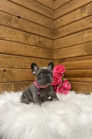 Sena, a female French Bulldog for sale in Sugarcreek, OH – 4 of 5