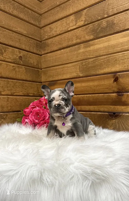 Posie – French Bulldog puppy for sale in Sugarcreek, OH