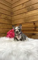 Posie, a female French Bulldog for sale in Sugarcreek, OH – 1 of 4