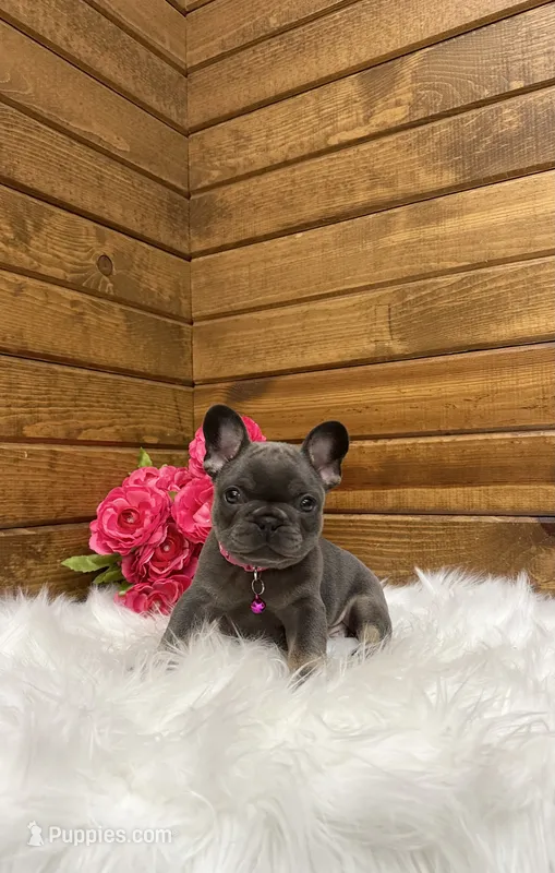 Sena – French Bulldog puppy for sale in Sugarcreek, OH