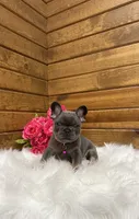 Sena, a female French Bulldog for sale in Sugarcreek, OH – 1 of 5