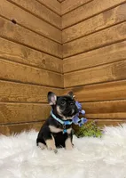 Knight, a male French Bulldog for sale in Sugarcreek, OH – Photo 7 of 7