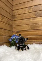Knight, a male French Bulldog for sale in Sugarcreek, OH – Photo 1 of 7