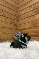 Knight, a male French Bulldog for sale in Sugarcreek, OH – Photo 2 of 7