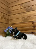 Knight, a male French Bulldog for sale in Sugarcreek, OH – Photo 3 of 7