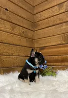 Knight, a male French Bulldog for sale in Sugarcreek, OH – Photo 5 of 7