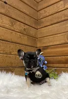 Knight, a male French Bulldog for sale in Sugarcreek, OH – Photo 6 of 7