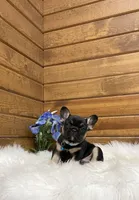 Knight, a male French Bulldog for sale in Sugarcreek, OH – Photo 4 of 7